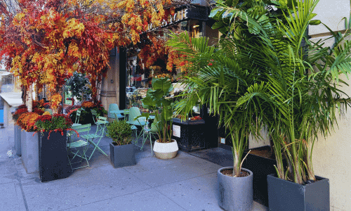 Outdoor seating at Ariston Coffee Bar Greenwich Village with café tables surrounded by lush green plants, palm trees, and autumn foliage along the sidewalk.