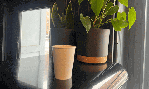 Latte in paper cup at Stone Street Coffee Chelsea near window with indoor plants in Chelsea Manhattan NYC